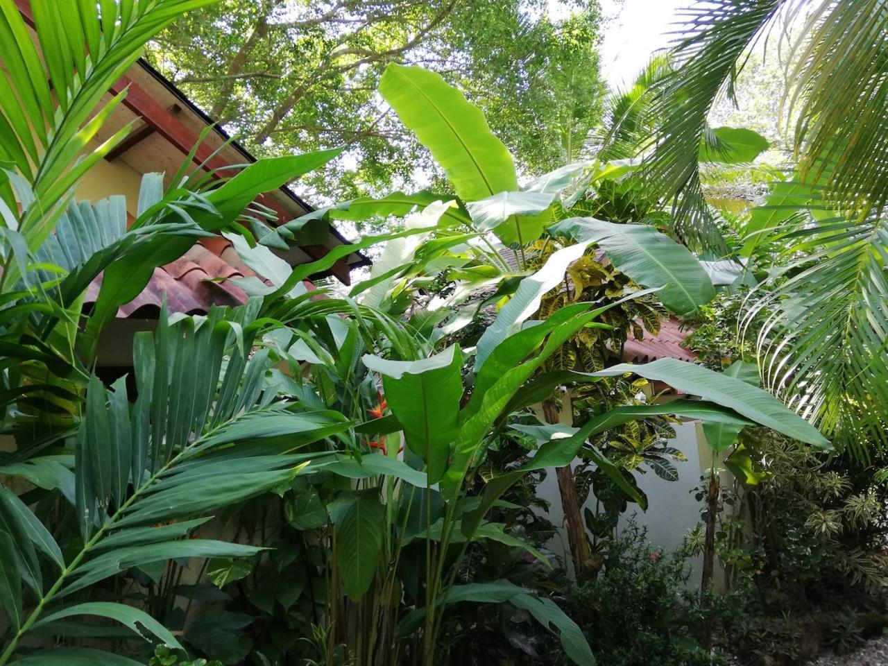 Funky Monkey Lodge Playa Santa Teresa (Puntarenas) Exterior foto